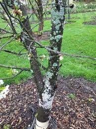 Monitor the tree for insects and use pesticides when necessary to protect the tree. Scale Fungus Or Lichen On Montmorency Cherry Tree Bark General Fruit Growing Growing Fruit