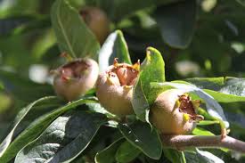 This website presents a lot of information about growing fruit trees.but at this moment in time, we would like to highlight the section focusing on how to keep old trees healthy and productive.today, more than ever before, it is well worth looking after existing older fruit trees in the garden or allotment. Medlars As We Say In English First Time Foragers Recipes And Stories For Beginners