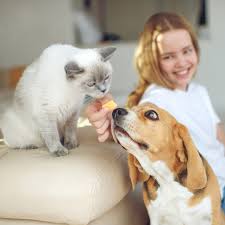 Service dogs are being celebrated today on international dog day. International Dog Day 2021 Best Dog Breeds You Can Adopt Today