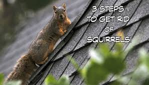 They will catch a whiff or a taste of that spiciness and head for the hills. Animal Proofers Blog How To Get Rid Of Squirrels