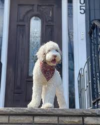 Image result for labradoodle