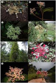 Image result for Hydrangeaceae