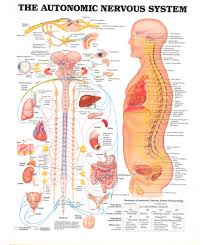 the autonomic nervous system anatomical system