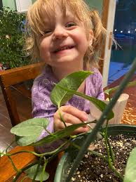 My little helper. 💚 helping me track down those last few mealies