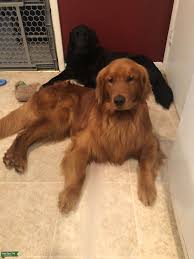 Look at pictures of golden retriever puppies who need a home. Stud Dog Dark Red Golden Retriever Stud Service Breed Your Dog