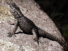 Arizona Lizard Black And White Tail Male Yarrow S Spiny Lizard Sceloporus Jarrovii Black And White Yashericy