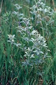 Image result for Zygophyllum cuneifolium