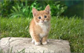 They are more commonly called orange, ginger, marmalade, yellow, butter, caramel, or butterscotch. White American Shorthair Kitten Novocom Top