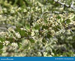 Image result for Gymnosporia buxifolia