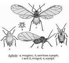 Integrated pest management (ipm) was developed for use as a tool in the production of healthy, sustainably grown food. Pests Agricultural Encyclopaedia Iranica