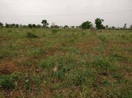 Maybe you would like to learn more about one of these? High Density Mango Plantation In Mahbubnagar Telangana Milaap