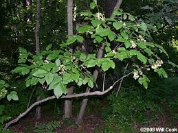 Image result for Gutenbergia trifolia