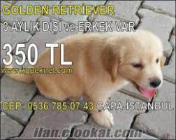 Golden Retriever Cinsi Yavru Kopekler Capa Semti Istanbul