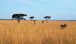 Image result for Cryptosepalum maraviense