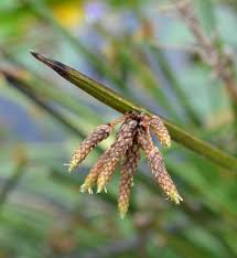 Image result for Schoenoplectus sp.no.1