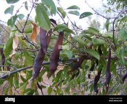 Image result for Baphia massaiensis