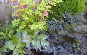 Great Design Plant Cyrtomium Falcatum Rochfordianum Plants Plant Combinations Evergreen Ferns