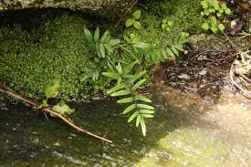 Image result for Pellaea doniana