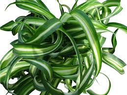 Image result for Chlorophytum galpinii