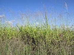 Image result for Eccoptocarpha obconiciventris