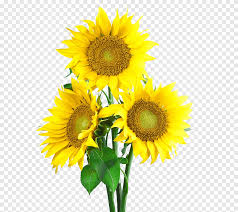 Download now 73 bunga matahari clipart gratis domain publik vektor. Bunga Matahari Warna Bunga Matahari Png Pngegg