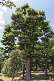 Maybe you would like to learn more about one of these? What Is A Japanese Black Pine Learn About Japanese Black Pine Care In Landscapes