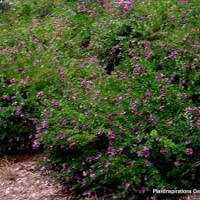 Image result for Polygala capillaris