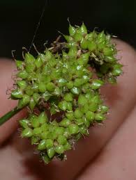 Image result for Hypolytrum