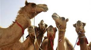 The food safety and standards (food products standards and food additives) regulations, 2011, (created under frozen halal camel meat (compensated and in special cuts); Maharashtra Activists Want Govt To Allow Camel Slaughter On Bakr Eid Cities News The Indian Express