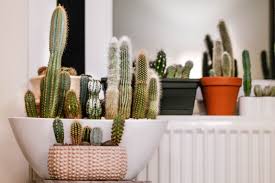 Here's how to give your old christmas cactus a spa day, only. Caring For Your Indoor Cactus Blog Embassy Landscape Group
