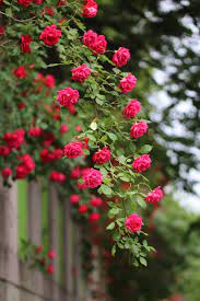 Check spelling or type a new query. Rose Rose Vines Nature Plants Beautiful Red Roses Rose Vine Fence Piqsels