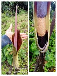 Image result for Amorphophallus