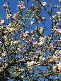Fire blight will cause infected flowers to turn black and die. Vancouver S Old Apple Tree Dies But It S Legacy Lives On Clarkcountytoday Com