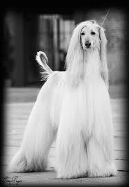 I Miss Our 3 Beautiful Afghans Shampoo Champagne And John Imagine 3 Girls With Long Straight Our Hair Taking Our 3 Dogs Out Afghan Hound Hound Beautiful Dogs