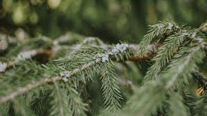 Bungatanaman cemara termasuk kedalam golongan bunga tunggal dan berumah satu. 7 Manfaat Pohon Cemara Dan Jenis Lengkapnya Rumah Com