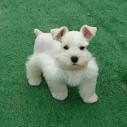 Castle Toy Schnauzer Home of the Toy, Teacup and Mini ...