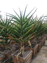 Image result for Blepharis bainesii