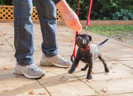 Maybe you would like to learn more about one of these? Tips For Leash Training Your Dog Petmd