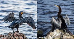 This video documents the hunting, feeding and nesting habits of the anhinga in the everglades, revealing why the anhinga is uniquely adapted to its environment. Anhingas Vs Cormorants