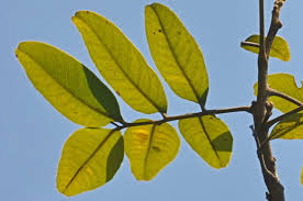 Image result for Stadmannia oppositifolia