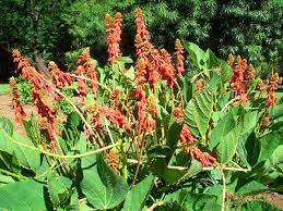 Image result for Erythrina zeyheri