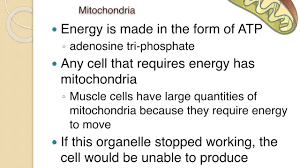 Check spelling or type a new query. Cell Organelles Structure Function Youtube