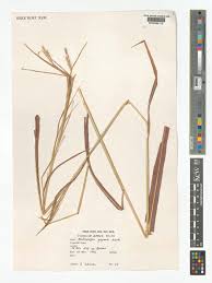 Image result for Andropogon gayanus