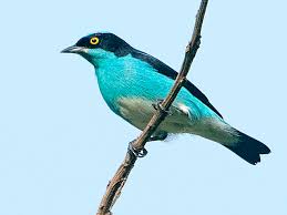 It has a blue crown and golden eyes or iris. Photos Black Faced Dacnis Dacnis Lineata Birds Of The World