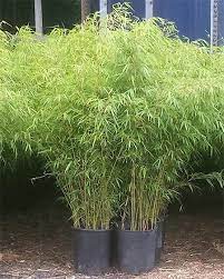 We carry a few tropical clumpers which can grow much larger, but we specialize in cold hardy temperate clumping bamboo. Clumping Bamboo Plants For Sale Noninvasive Short To Medium Height Evergreen And Deer Resistant Privacy Hedges Bamboo Plants Clumping Bamboo Bamboo Planter