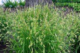 Image result for Carex angolensis