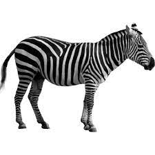 Animal Gif Zebras Zebra Zebra Pictures