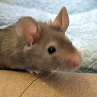 Maybe you would like to learn more about one of these? Wild Mouse Mice Care And Information