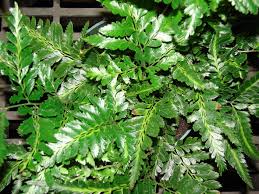 Image result for Arachniodes