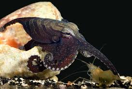Summer Of Science An Octopus That Mates Beak To Beak